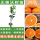 HUAHUIYOU廣西091無(wú)核無(wú)籽沃柑果苗樹(shù)苗純正嫁接橘子盆栽南方種植當年結果 091無(wú)核沃柑3棵【帶泥球包成活】 50cm(含)-60cm(不含)