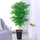 幸福樹盆栽綠植大型植物室內(nèi)客廳綠色大樹樁平安樹小樹苗 h 60cm高幸福樹（白色陶瓷盆） 不含盆