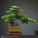 樸記 禪意新中式仿真迎客松藝術(shù)品擺件客廳酒店玄關(guān)辦公桌軟裝室內(nèi)創(chuàng)意陶瓷盆景家居根雕桌面裝飾品 紫砂大美葉大號