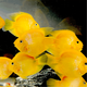 活體寵物熱帶觀(guān)賞魚(yú)黃鸚鵡黃金元寶黃財神發(fā)財魚(yú)中大型魚(yú)活體黃金鸚鵡包活 16-18cm黃金鸚鵡