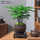 想開(kāi)文竹盆栽植物室內綠化四季迷你辦公室綠植擺件桌面好養創(chuàng  )意小盆景
