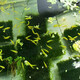 聽白閣小型觀賞魚淡水魚群游魚冷水魚熱帶魚燈科魚活體魚紅綠燈魚觀賞魚 熒光綠斑馬魚1條