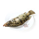 鮮活桂魚300-400g/條