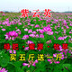 萌蘊（MengYun）多年生牧草種子四季種植耐寒耐旱高產(chǎn)牧草種籽南北方黑麥草草籽豬 紫云英一斤