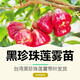 香林農蓮霧果樹(shù)苗臺灣黑珍珠蓮霧苗嫁接盆栽水果庭院綠植當年結果帶葉發(fā) 臺灣黑珍珠蓮霧 3年苗【高度】60-80cm當年結果