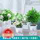 櫻霞【順豐上門(mén)】花卉植物室內桌面凈化空氣水培小綠植好養活驅蚊盆栽 九里香+胡椒木+梔子花 帶盆