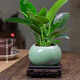 【吸甲醛植物】大葉金鉆盆栽室內(nèi)綠植辦公室客廳四季常青水培好養(yǎng) 金鉆+果綠裂紋盆+方底座15.88元 一盆三顆【下單就送顆粒肥】