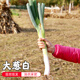 密水農(nóng)家密云農(nóng)家 本地自種大蔥 切段大蔥白 新鮮凈蔬菜 凈大蔥白 300g