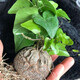 綠之妙多肉擺件南非龜甲龍實生塊根綠植植物爬藤綠植盆栽組合修葉發(fā)貨 4-4.5cm左右裂紋淺 含盆發(fā)貨