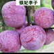 蜂糖李子樹(shù)苗嫁接特大晚熟脫骨青脆李子果樹(shù)苗南北方種三華李樹(shù)苗 銀妃三華李70~120cm高當年結果 70cm(含)-79cm(含)