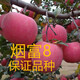 子豪緣煙臺紅富士蘋果苗 正宗 煙富8蘋果苗神富一號煙富8蘋果樹苗 4年結(jié)果苗 40cm(含)-140cm(含)