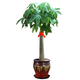 仟草集發(fā)財(cái)樹大型綠植花卉盆栽幸福樹散尾葵辦公室客廳四季常青大盆景 單桿發(fā)財(cái)樹 20厘左右高原土發(fā)貨
