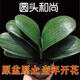 惜林園君子蘭苗四季君子蘭盆栽老苗室內(nèi)植物圓頭和尚好養(yǎng)大小苗當(dāng)年開花 圓頭和尚8-10片葉子+生根粉 不含盆