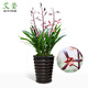艾瑩金華山 墨蘭報(bào)歲蘭年宵花精品 冬帶濃香花苞出售室內(nèi)花卉綠植盆栽 1棵4苗連體裸根
