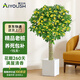 愛優(yōu)尚老樁桂花樹苗四季桂盆栽可食用開花香室內(nèi)外陽臺客廳方源頭直發(fā)