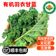 【順豐】有機(jī)羽衣甘藍(lán) 沙拉菜健康輕食榨汁 無農(nóng)殘有機(jī)蔬菜 2斤 精選