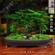 OIMG苔蘚微景觀植物虎須小盆栽文竹辦公桌擺件創(chuàng)意好養(yǎng)菖蒲茶桌盆景 禪心E款小盆(+工具) 含盆