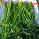 壽禾 芹菜種子香芹四季山芹陽(yáng)臺盆栽種菜蔬菜種秋冬季菜種籽 翠竹鮑芹種子 20g