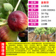 CHUANGSHIJI無(wú)花果樹(shù)果苗四季當年結果地栽果樹(shù)盆栽新鮮苗特大果樹(shù)苗無(wú)花果苗 金傲芬5年苗【當年結果】 50cm(含)-60cm(不含)