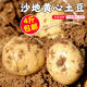密水農(nóng)家本地自種新鮮沙地土豆 農(nóng)家馬鈴薯 時令生鮮蔬菜