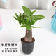 發(fā)財樹(shù)盆栽文竹室內花卉小盆景辦公室綠色植物客廳招財金錢(qián)樹(shù)盆栽 瑕疵發(fā)財樹(shù)育苗盤(pán)發(fā)貨