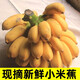 果真秀廣西小米蕉當(dāng)季新鮮水果現(xiàn)摘蘋(píng)果蕉粉蕉小雞蕉香蕉整箱批自然熟 新鮮小米蕉 9斤裝