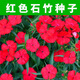 碧鼎五彩石竹花種子四季種開(kāi)花耐寒耐旱室外庭院多年生花卉花草花籽種 紅色石竹花種子1000粒+肥