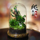 創(chuàng  )意辦公室室內桌面迷你小盆栽微景觀(guān)生態(tài)瓶悶養植物苔蘚雨林缸 心葉薜荔（成品種好）
