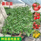瑞蔬源番茄苗西紅柿苗老品種秧苗蔬菜苗幼苗盆栽地栽番茄/大番茄苗6棵
