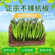 蜜鈺鮮正宗杭椒不辣新鮮水果杭椒農(nóng)家自產(chǎn)現(xiàn)摘現(xiàn)發(fā)薄皮青椒現(xiàn)貨批發(fā) 凈重二斤裝
