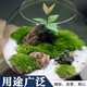 孫凱（SUNKAI）鮮活苔蘚青苔蘚 微景觀植物盆景生態(tài)瓶diy綠植水陸缸假山盆栽盆景 白發(fā)蘚15x8cm5盒