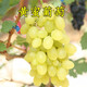 CHUANGSHIJI黃蜜香葡萄苗 超早熟無(wú)核果樹(shù)苗 盆栽地栽爬藤無(wú)籽葡萄樹(shù)苗當年掛 3年苗 80cm(含)-89cm(含)