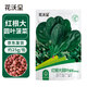 花沃里紅根大圓葉菠菜25g約2000粒 蔬菜種子秋冬季四季菜籽陽(yáng)臺庭院田間