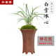 華香園蘭花 【白雪冰心】 春蘭 蘭花苗 濃幽香型 辦公室內耐陰盆栽花卉 白雪冰心3苗裸根帶花苞