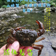 山螃蟹土螃蟹野生螃蟹爬海食用補鈣接骨鮮活小溪螃蟹觀(guān)賞螃蟹 山螃蟹 2斤 食用農產(chǎn)品