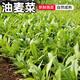 密水農(nóng)家新鮮油麥菜 現(xiàn)摘蔬菜綠葉菜 長(zhǎng)葉菜 味濃 油麥菜 300g