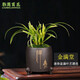 劉閣蘭花建蘭花苗 矮種盆栽 金滿(mǎn)堂 葉帶金邊藝漂亮好養桌面盆栽花卉 1盆5-7苗連體，帶簡(jiǎn)易盆土發(fā)貨