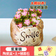 綠有意多肉植物組合室內(nèi)小盆栽玉露桃蛋帶陶瓷花盆土老樁高端仙人球室內(nèi) 漿果錦+D003 含盆