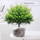 格調(diào)生活小葉赤楠植物盆栽老樁花卉盆景辦公室內(nèi)好養(yǎng)四季常綠陶瓷盆綠植小 五年老樁赤楠原土發(fā)貨（不含盆）