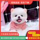 伊寵純種博美幼犬博美茶杯犬寵物狗狗活體白色長(zhǎng)不大的可愛(ài)俊介茶杯狗 寵物級(jí) AAA級(jí) 公
