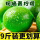 囧仙子海南青檸檬新鮮水果一級好果綠皮檸檬皮薄多汁酸檸檬 單果 70g起 5斤