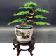 秋穎迎客松盆景真樹(shù)室內植物客廳辦公室擺件盆栽樹(shù)苗四季常青耐寒綠植 7片造型 含塑料盆