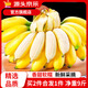 京源采廣西小米蕉小香蕉新鮮現(xiàn)砍青果酸甜（需催熟）水果生鮮產(chǎn)地直發(fā) 5斤 精選果