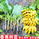 粉蕉苗香蕉苗樹(shù)苗南方矮化蕉抗寒南方紅香安南蕉帶土帶葉當(dāng)年結(jié)果 蘋(píng)果蕉苗 三櫻