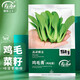 壽禾 20天雞毛菜種子四季小青菜秋冬季蔬菜小白菜油菜上海青陽(yáng)臺菜籽 雞毛菜種子10gx3包+50g肥