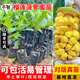 芥圃菠蘿蜜苗嫁接四季菠蘿蜜樹苗 官方旗艦 嫁接四季紅心泰國菠蘿蜜樹 濕包  榴蓮蜜樹苗 3年苗 高度：60-80公分