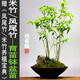 米竹鳳尾竹觀音竹綠植盆景竹迷你小竹子室內盆栽植物竹盆景竹子苗 米竹原盆原土2盆