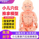 小兒推拿模型培訓(xùn)娃娃小兒穴位模型帶穴位仿真按摩嬰兒中醫(yī)人體經(jīng)絡(luò)教學(xué)用全身 嬰兒穴位模型（男寶寶）
