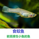 采緹（CAITI）食蚊魚 能生小魚的魚 滅蚊蟲工具魚 飼料魚 群游觀賞魚群游冷水魚 食蚊魚2-3cm40+10只防損