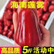 海南新鮮現(xiàn)摘黑金剛蓮霧  5斤 5斤